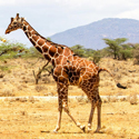 5 Nights / 6 Days Seat-in-coach Classic Safari - Kenya 